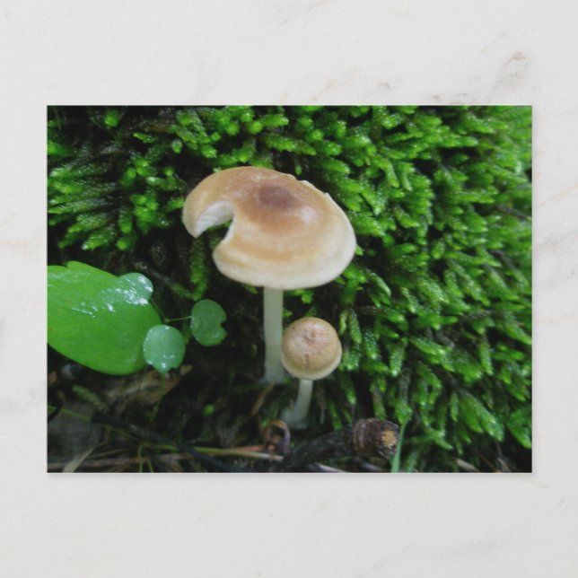 Moss Mshrooms Postkarte (Vorderseite)