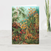 Moss (Muscinae) von Haeckel