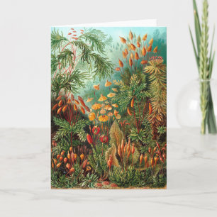 Moss (Muscinae) von Haeckel Karte