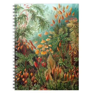 Moss (Muscinae) von Haeckel Notizblock