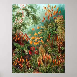 Moss (Muscinae) von Haeckel Poster