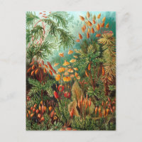 Moss (Muscinae) von Haeckel