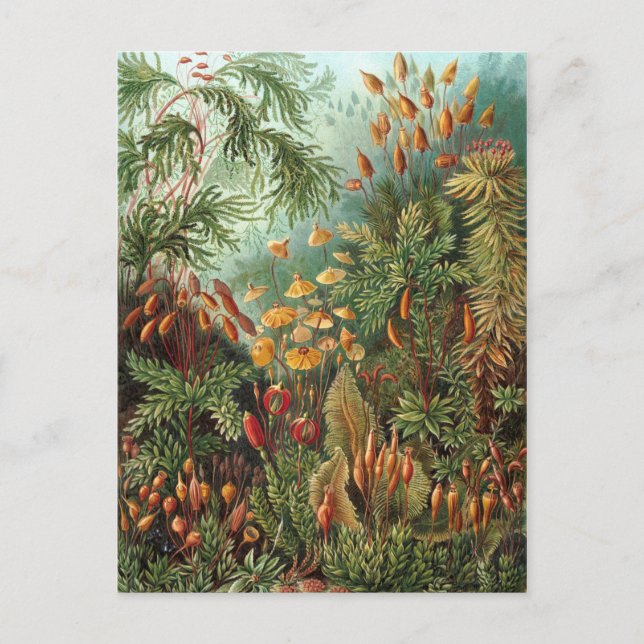 Moss (Muscinae) von Haeckel Postkarte (Vorderseite)