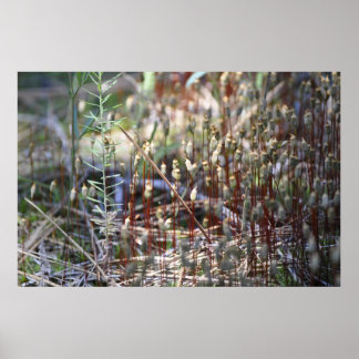Moss Sporophyts Poster