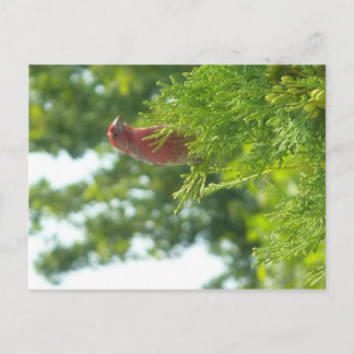 Moss to Crown Postcard - Red Finish Postkarte