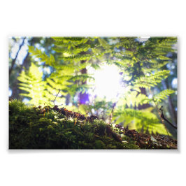 Moss und Fern Sunflare Fotodruck