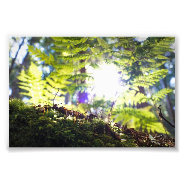 Moss und Fern Sunflare Fotodruck (Vorne)