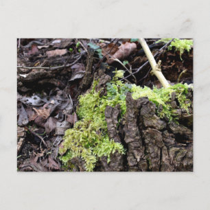 Mosses , Frühlingsaufwachen Postkarte