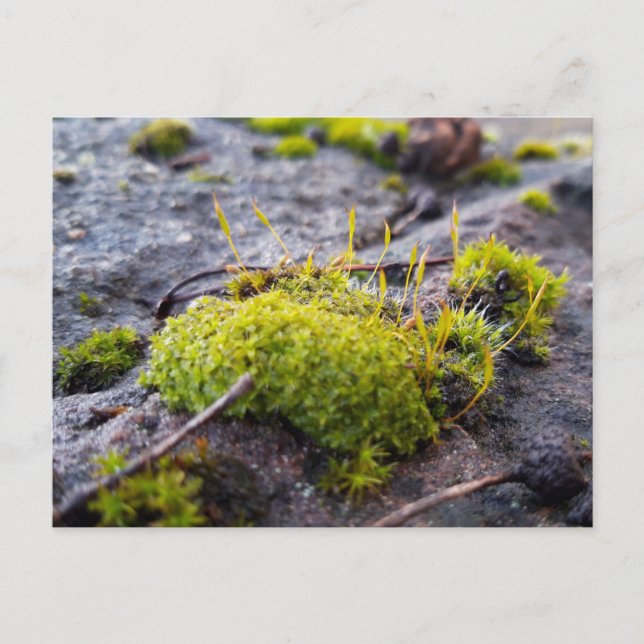 Mosses , Frühlingsaufwachen Postkarte (Vorderseite)