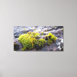 Mosses Leinwanddruck