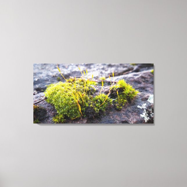 Mosses Leinwanddruck (Vorderseite)