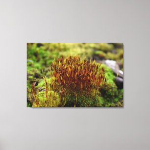 Mosses Leinwanddruck