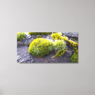 Mosses Leinwanddruck