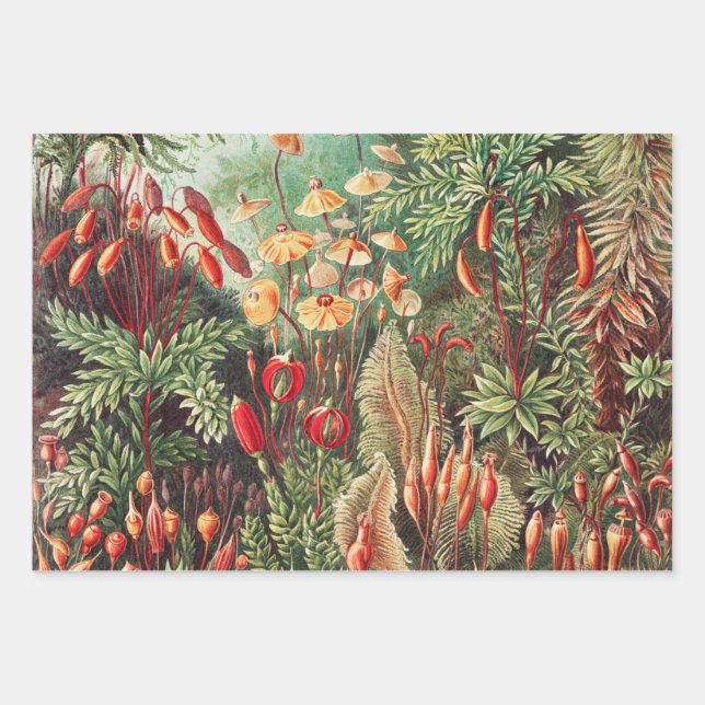 Mosses, Muscinae Laubmoose von Ernst Haeckel Geschenkpapier Set (Vorderseite)