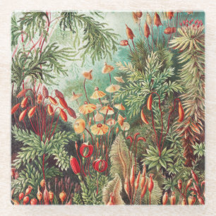 Mosses, Muscinae Laubmoose von Ernst Haeckel Glasuntersetzer