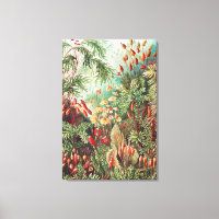 Mosses, Muscinae Laubmoose von Ernst Haeckel