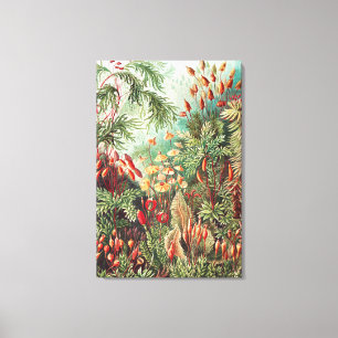 Mosses, Muscinae Laubmoose von Ernst Haeckel Leinwanddruck