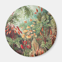 Mosses, Muscinae Laubmoose von Ernst Haeckel