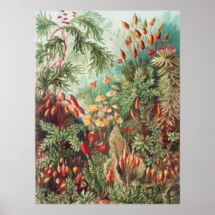Mosses, Muscinae Laubmoose von Ernst Haeckel Poster