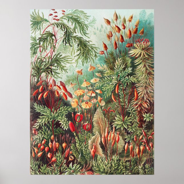 Mosses, Muscinae Laubmoose von Ernst Haeckel Poster (Vorne)