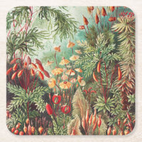 Mosses, Muscinae Laubmoose von Ernst Haeckel