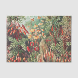 Mosses, Muscinae Laubmoose von Ernst Haeckel Seidenpapier