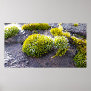 Mosses Poster