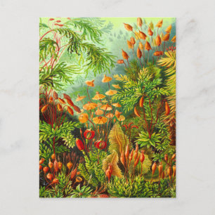 Mosses Postkarte