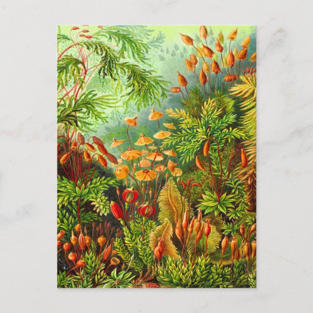 Mosses Postkarte (Vorderseite)
