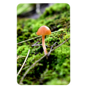 Mosses und Lichens mit winzigen Mushroom Magnet