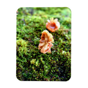 Mosses und Lichens mit winzigen Mushroom Magnet