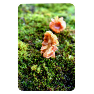 Mosses und Lichens mit winzigen Mushroom Magnet