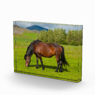 Mossfellsbaer Isländisches Pferd Fotoblock