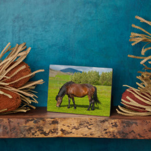 Mossfellsbaer Islandpferd Fotoplatte