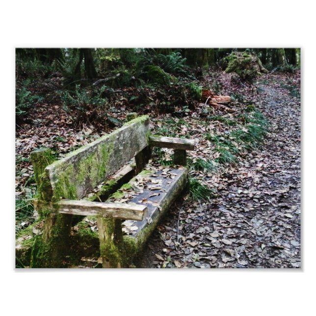Mossy Bench Naturlehrpfade im Olympischen National Fotodruck (Vorne)