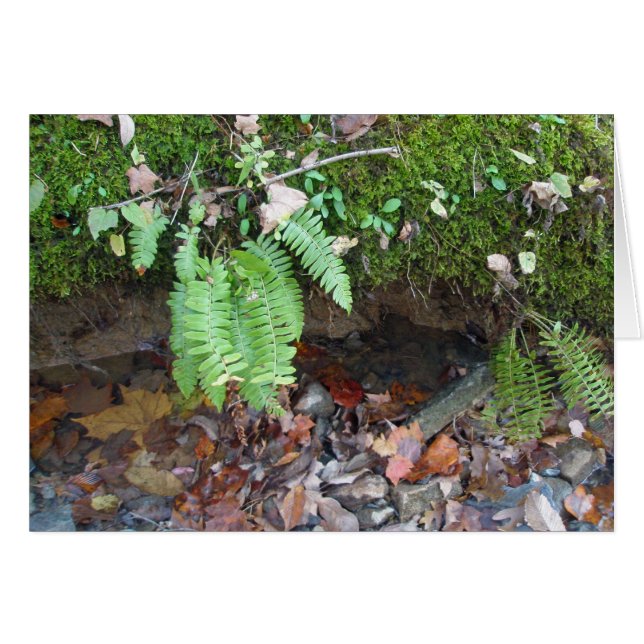 Mossy Creek Bank (Vorderseite (Horizontal))