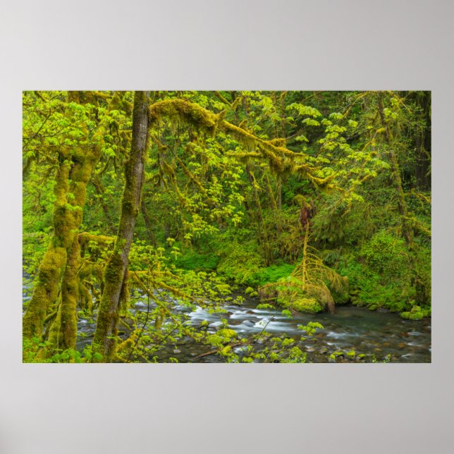 Mossy Felsen und Bäume, der Adlerkrebs Poster (Vorne)