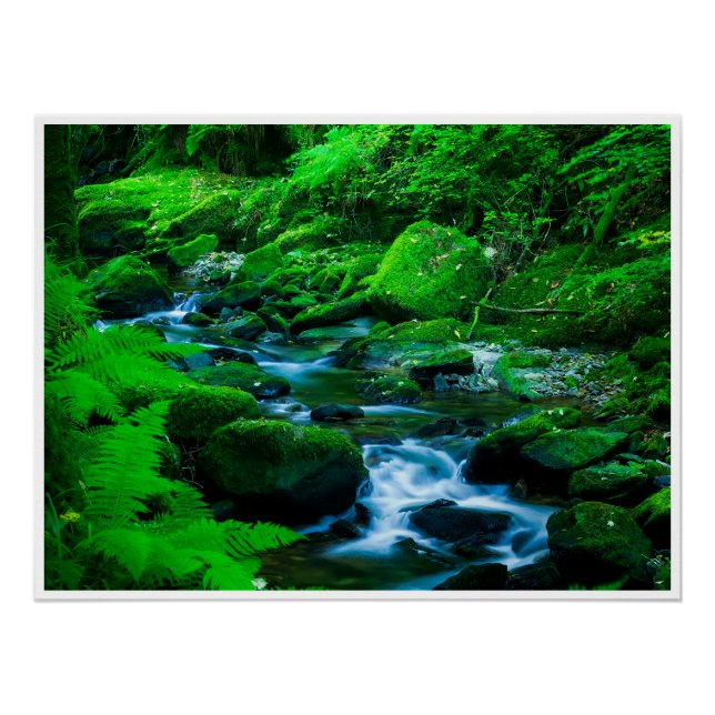 Mossy Forest Stream in Killarney National Park Poster (Vorderseite)