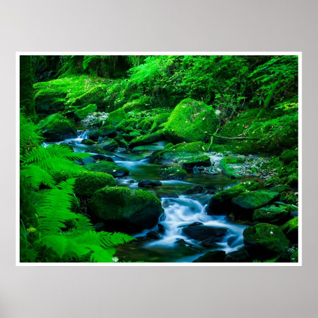 Mossy Forest Stream in Killarney National Park Poster (Vorne)