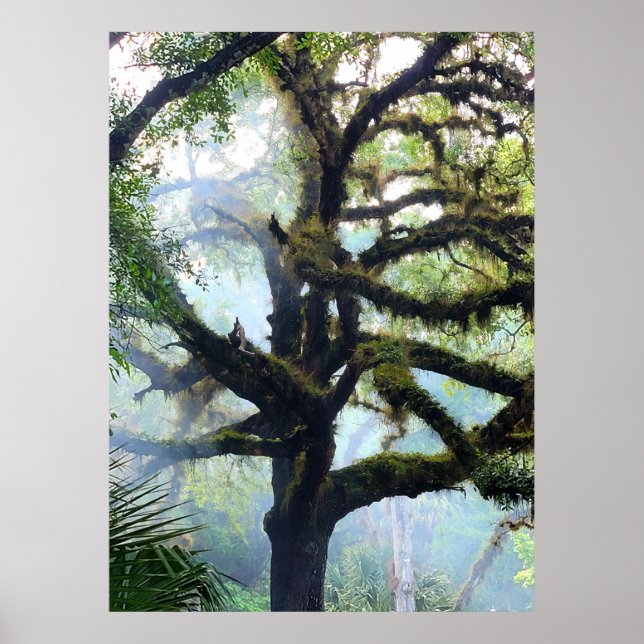 Mossy Tree im Nebel Poster (Vorne)