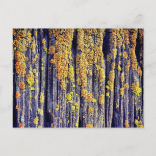 Mossy Wood Textur Postcard Postkarte