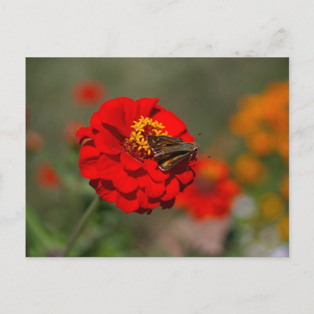 Moth and Red Zinnia Postkarte (Vorderseite)