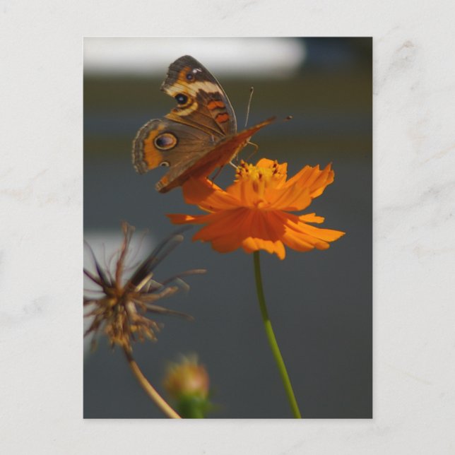 Moth Coreopsis Postkarte (Vorderseite)