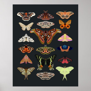 Moth Cotgattcore Insektenkunst Poster