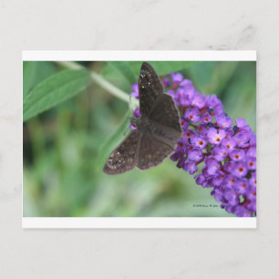 Moth Dreams Postkarte