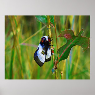 Moth Lay Eggs Poster