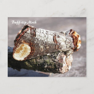 Moth Magic: Buff-Tipp 'gebrochener Zweig' Moth Pos Postkarte
