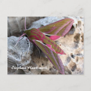 Moth Magic: Elephant Hawk-moth-Postkarte Postkarte