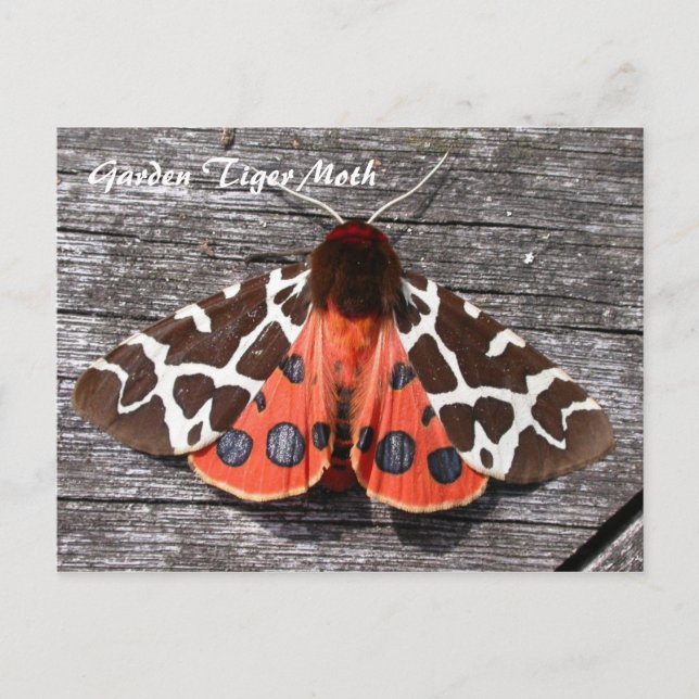 Moth Magic: Garden Tiger Moth postcard Postkarte (Vorderseite)