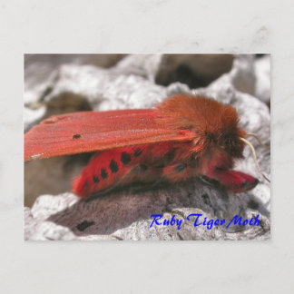 Moth Magic: Ruby Tiger Moth Postcard Postkarte